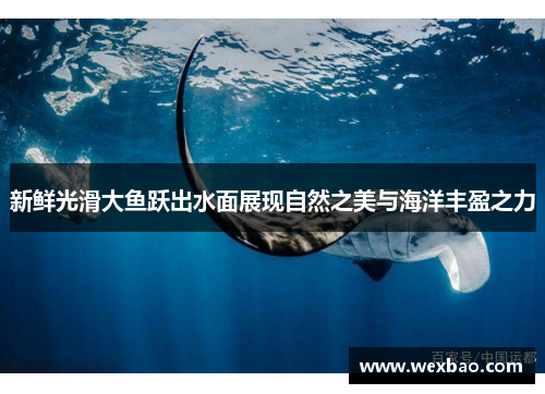新鲜光滑大鱼跃出水面展现自然之美与海洋丰盈之力